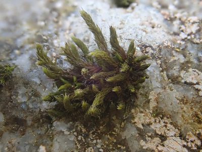 Hedwigia ciliata, photographed by Christian Berg