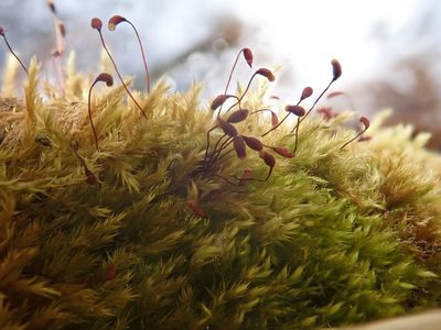Sciuro-hypnum populeum, photographed by Christian Berg