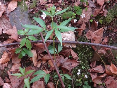 Cardamine waldsteinii, photographed by Christian Berg