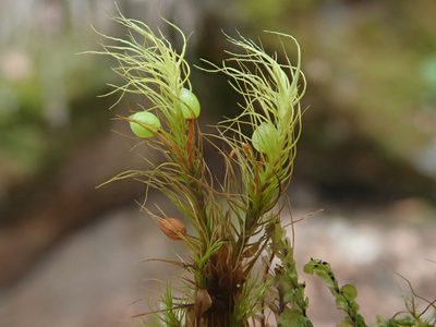 Bartramia halleriana, photographed by Christian Berg