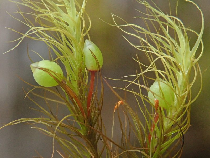 Bartramia halleriana, photographed by Christian Berg