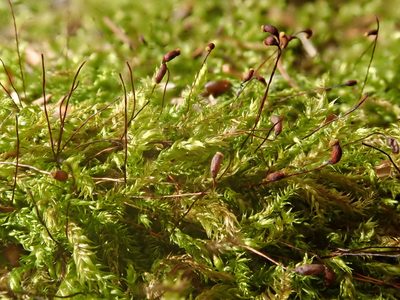Sciuro-hypnum plumosum, photographed by Christian Berg