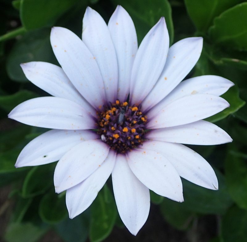 Dimorphotheca fruticosa, photographed by Nicola van Berkel