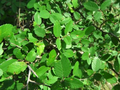 Ulmus crassifolia, photographed by Annika Lindqvist