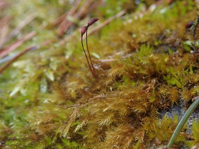 Sciuro-hypnum populeum, photographed by Christian Berg