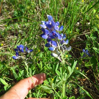 Lupinus texensis, photographed by Annika Lindqvist