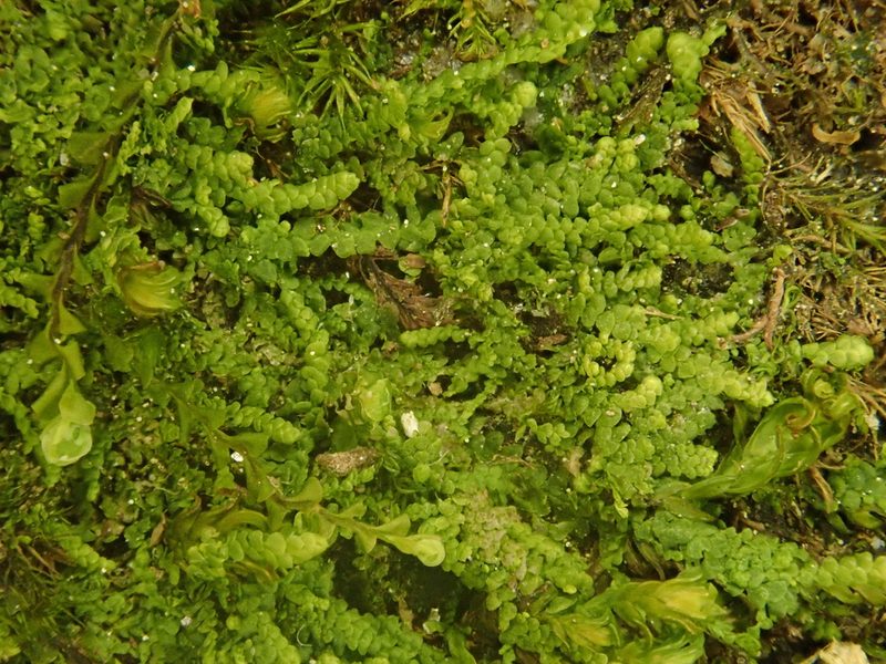 Lejeunea cavifolia, photographed by Christian Berg