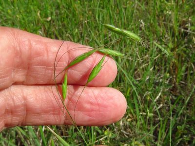 Bromus japonicus, photographed by Annika Lindqvist