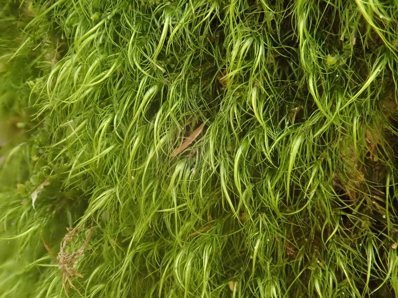 Paraleucobryum longifolium, photographed by Christian Berg