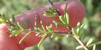 Selago cinerea, photographed by Nicola van Berkel