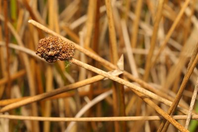 Juncus conglomeratus, photographed by Stephen James McWilliam