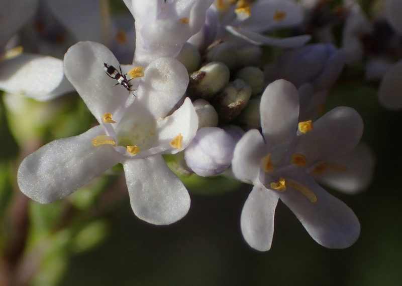 Selago cinerea, photographed by Nicola van Berkel