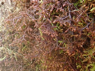 Frullania tamarisci, photographed by Christian Berg