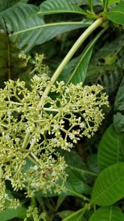 Psychotria grandis, photographed by Bruno de Medeiros