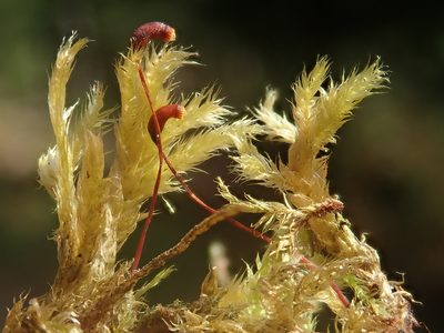 Brachythecium rutabulum, photographed by Christian Berg