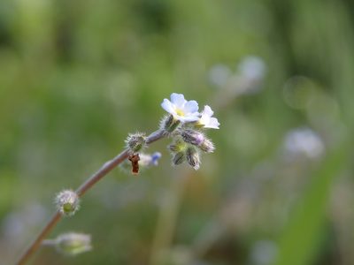 Myosotis ramosissima, photographed by Carminda Santos