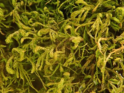 Pseudanomodon attenuatus, photographed by Christian Berg