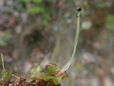 Pellia epiphylla, photographed by Christian Berg