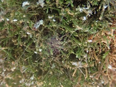 Heterocladium heteropterum, photographed by Christian Berg