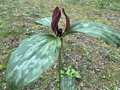 Trillium recurvatum, photographed by Brian C. Hunt