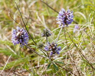 Pediomelum cuspidatum, photographed by Meghan Cassidy