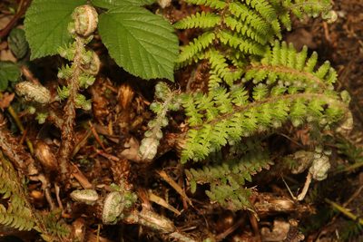 Polystichum setiferum, photographed by Stephen James McWilliam