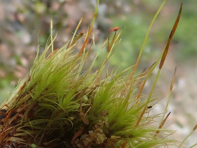 Dicranum scoparium, photographed by Christian Berg