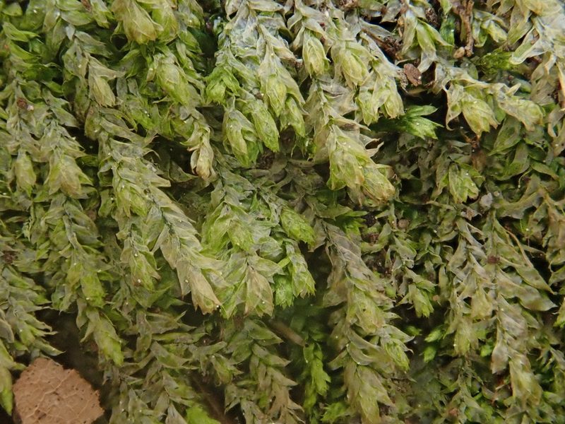 Plagiothecium nemorale, photographed by Christian Berg