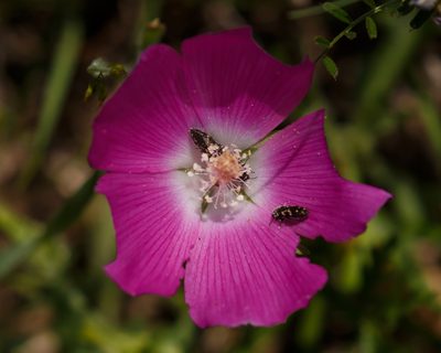Callirhoe involucrata, photographed by Meghan Cassidy