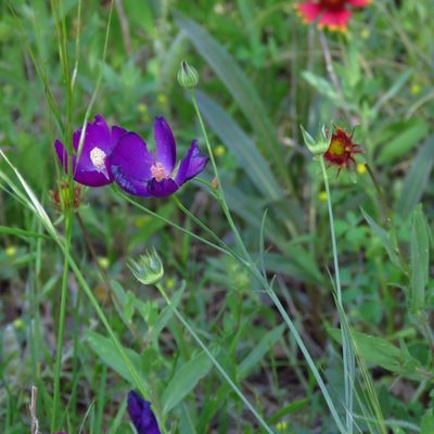 Callirhoe pedata, photographed by Annika Lindqvist
