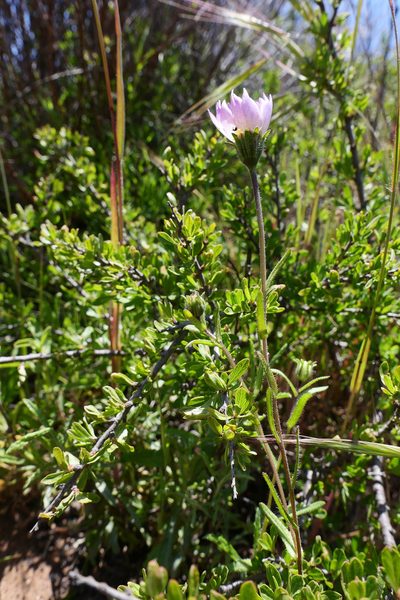 Layia erubescens, photographed by paulexcoff