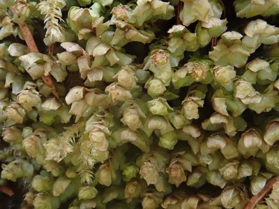 Scapania nemorea, photographed by Christian Berg