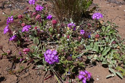 Abronia umbellata, photographed by paulexcoff