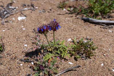 Salvia columbariae, photographed by paulexcoff