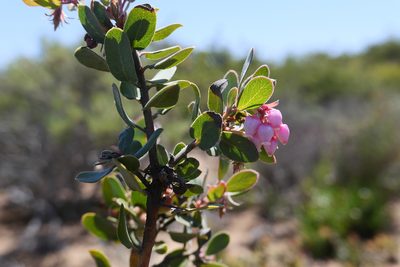 Arctostaphylos morroensis