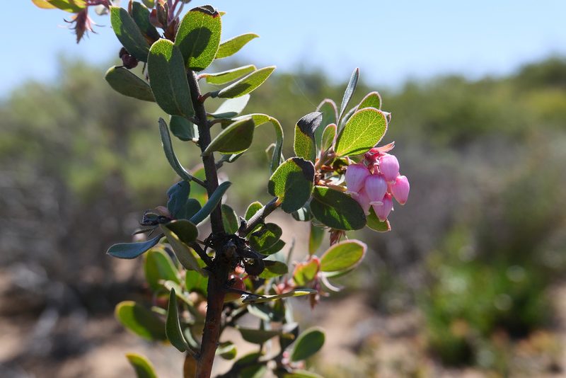 Arctostaphylos morroensis, photographed by paulexcoff