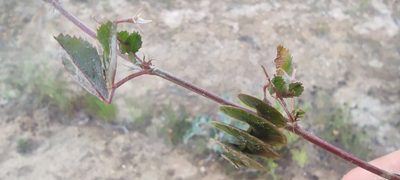 Medicago orbicularis, photographed by Santiago Martín-Bravo