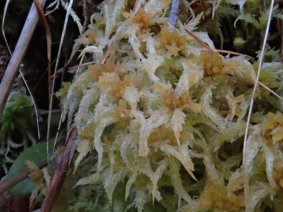 Sphagnum palustre, photographed by Christian Berg