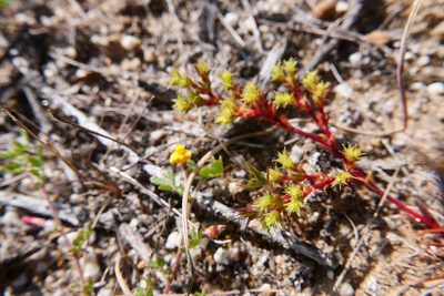 Lastarriaea coriacea, photographed by paulexcoff