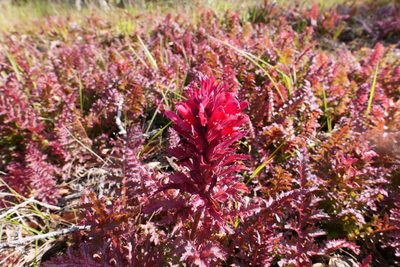 Pedicularis densiflora, photographed by paulexcoff