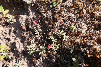 Hesperevax acaulis, photographed by paulexcoff