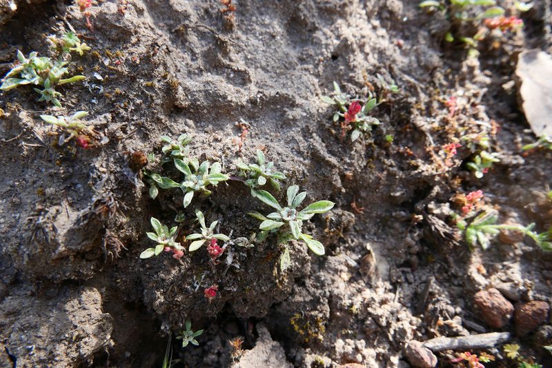 Hesperevax acaulis, photographed by paulexcoff