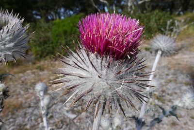 Cirsium occidentale, photographed by paulexcoff