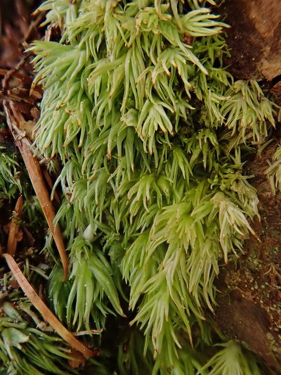 Leucobryum juniperoideum, photographed by Christian Berg