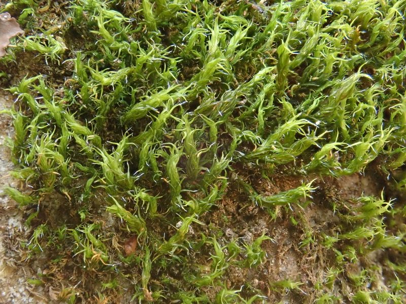 Grimmia hartmanii, photographed by Christian Berg