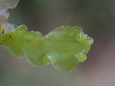 Aneura maxima, photographed by Christian Berg