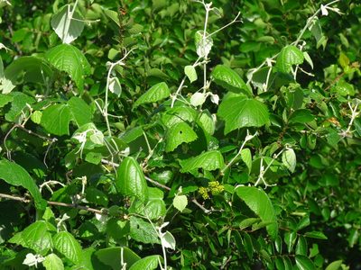 Vitis mustangensis, photographed by Annika Lindqvist