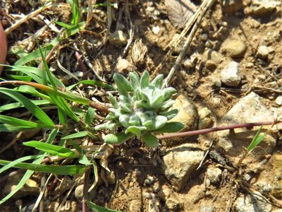 Diaperia prolifera, photographed by Annika Lindqvist