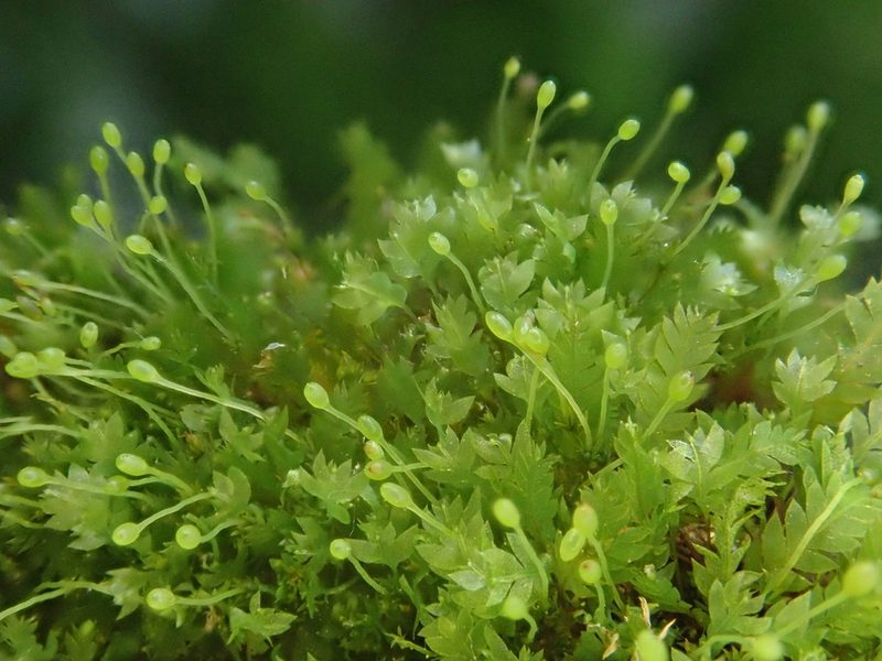 Schistostega pennata, photographed by Christian Berg