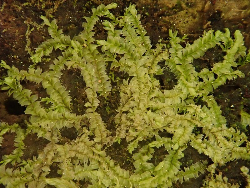 Lophocolea heterophylla, photographed by Christian Berg